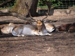 Where Do Deer Sleep
